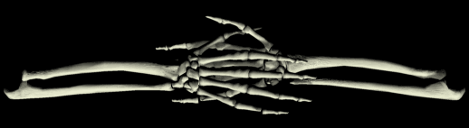 skhands.gif
